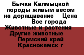 Бычки Калмыцкой породы живым весом на доращивание. › Цена ­ 135 - Все города Животные и растения » Другие животные   . Пермский край,Краснокамск г.